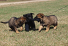 The RCMP announced the winning names for its latest class of future police dogs Tuesday, April 26, 2016.