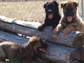 The RCMP announced the winning names for its latest class of future police dogs Tuesday, April 26, 2016.
