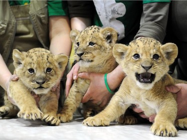 Employees present a newborn male (R) and two female lion cubs to the public at the city zoo in Saint Petersburg, Russia, April 22, 2016. The cubs were born on March 15, 2016.