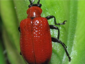 Adult lily beetle.