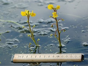 Bladderwort flower.