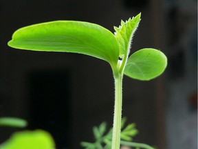 First leaf of a cucumber seedling.