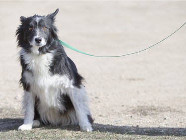 The Saskatoon SPCA is housing about 40 dogs seized last week in one of the province's largest animal seizure on Thursday, April 14th, 2016. (Liam Richards/Saskatoon StarPhoenix)