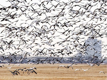 Huge flocks of snow geese can be seen in many fields in and around Saskatoon this time of the year, like this flock east of the city, April 14, 2016.