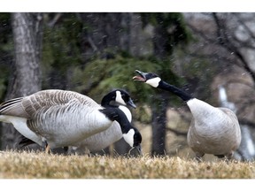 SASKATOON, SASK.; APRIL 5, 2016 - 0406 news weather  No this goose is not trying to catch snow flakes bilzzarding past its tongue, he was complaining about todays weather like the rest of us, April 5, 2016 (GORD WALDNER/Saskatoon StarPhoenix)