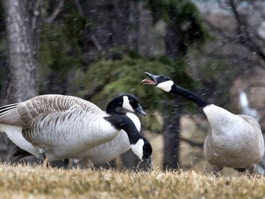 No this goose is not trying to catch snow flakes bilzzarding past its tongue, it was complaining about the snowy weather like the rest of us, April 5, 2016.