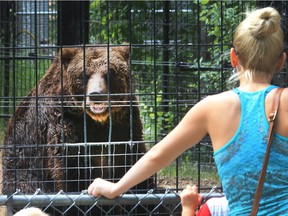 The Saskatoon Forestry Farm Park and Zoo set an attendance record with more than 285,000 visitors in 2015.