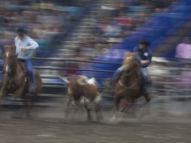 Cowboys compete in the Steer Wrestling competition during the Saskatoon Summer Rodeo at the Sasktel Centre in Saskatoon, Saskatchewan on Saturday, April 23rd, 2016