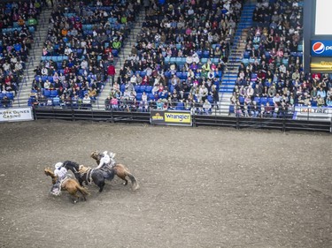 Cowboys wrangle up a horse during competition at the Saskatoon Summer Rodeo at SaskTel Centre in Saskatoon, April 23, 2016.
