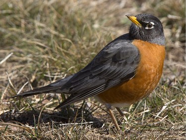 A robin tries to find some food in a field in Sutherland, April 8, 2016.