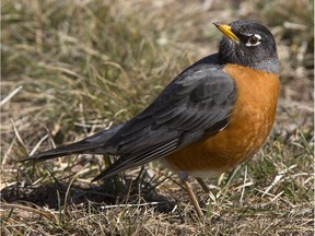 A robin tries to find some food in field in Sutherland, Friday, April 08, 2016.