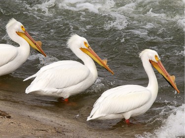 Pelicans return to the weir in Saskatoon, April 15, 2016.