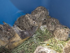 Wildlife rescuer John Polson is rehabilitating 12 abandoned baby hares before releasing them into the country. He says there appears to be more hares than usual in Saskatoon this year.