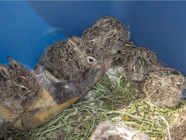 John Polson at Diefenbaker Park with 12 baby hares he rescued from the city, April 27, 2016.