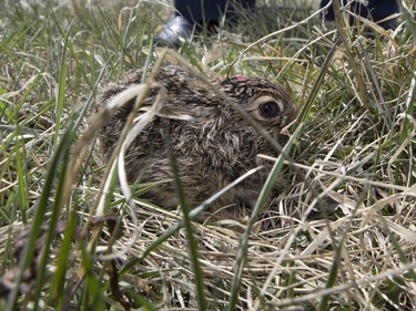 John Polson at Diefenbaker Park with 12 baby hares he rescued from the city, April 27, 2016.