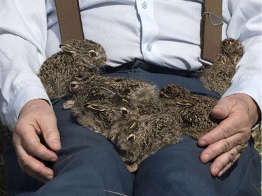 John Polson at Diefenbaker Park with 12 baby hares he rescued from the city, April 27, 2016.