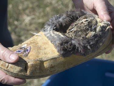 John Polson at Diefenbaker Park with 12 baby hares he rescued from the city, April 27, 2016.