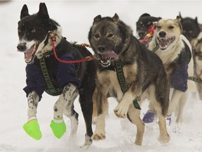 Dogs race down the first straightaway in Prince Albert during the Canadian Challenge sled dog race in February 2015.