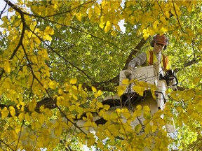 File photo of city worker Gord Rybchinski trimming a tree in Kiwanis Park.