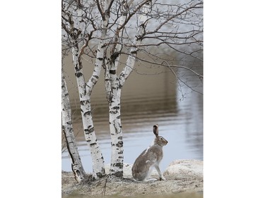 The rabbits of Saskatoon, seen at the river on April 26, 2016.