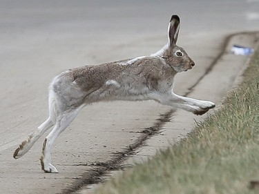 The rabbits of Saskatoon, April 26, 2016.