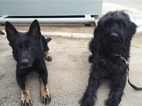 Two Saskatoon police service dogs tracked down multiple suspects in Vanscoy on April 9.