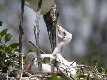 An adult wood stork tends to a hatchling at Wakodahatchee Wetlands in Delray Beach, Florida, April 21, 2016.