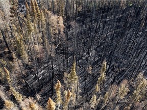 An aerial view of  brunt forrest near Weyakwin on July 15, 2015