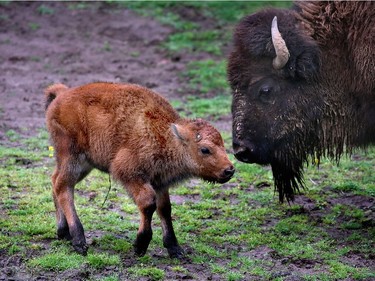 A male bison, born on April 30, roams with the herd on May 11, 2016 at the Minnesota Zoo, in Apple Valley, Minnesota.