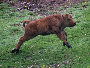 A male bison, born on April 30, runs on May 11, 2016 at the Minnesota Zoo, in Apple Valley, Minnesota.