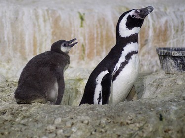 A baby Magellanic penguin (L) waits to be fed at John Ball Zoo on May 18, 2016. The penguins are fed twice a day by zookeepers.