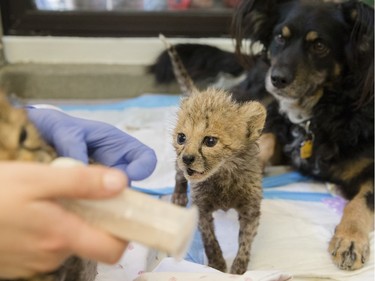 A cheetah cub watches as a littermate is handfed alongside resident nursery dog Blakely in the nursery at the Cincinnati Zoo & Botanical Gardens, April 29, 2016, in Cincinnati. Ohio.