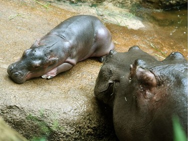 A one-day-old baby hippopotamus lies next to its mother Asita in their compound at the Zomm-Erlebniswelt in Gelsenkirchen, Germany, May 30, 2016.