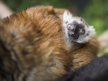 A seven-week-old baby black lemur is seen with its mother in their enclosure in the Nyiregyhaza Zoo in Nyiregyhaza, Hungary, May 24, 2016.