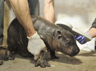 A two-week-old female pygmy hippopotamus undergoes a routine medical check in its enclosure in Szeged Nature Reserve in Szeged, Hungary, May 10, 2016.