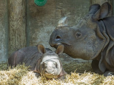 Indian Rhinoceros Ashakiran and her baby at the Toronto Zoo in Toronto, Ontario, May 5, 2016.