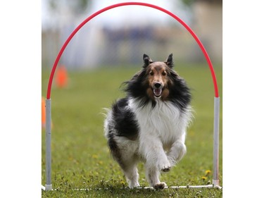 Brindin Plant's sheltie Charlie competes in the dog agility show in Saskatoon on May 22, 2016.