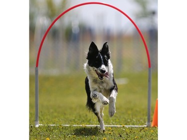 Sass competes in the dog agility show in Saskatoon on May 22, 2016.