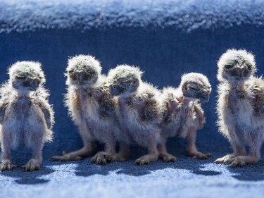 Burrowing owl chicks are lined up to be fed at the International Centre for Birds of Prey)on May 16, 2016 in Newent, England.
