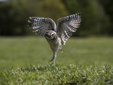 Arisaema, a young burrowing owl takes part in some training at the International Centre for Birds of Prey on May 16, 2016 in Newent, England.