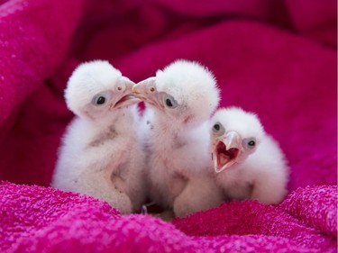 Peregrine falcon chicks wait to be fed at the International Centre for Birds of Prey on May 16, 2016 in Newent, England.