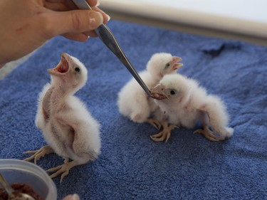 Peregrine falcon chicks are fed at the International Centre for Birds of Prey on May 16, 2016 in Newent, England.