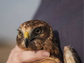 Bolt the northern harrier was released near Osler this month after spending eight months receiving treatment at University of Saskatchewan's Western College of Veterinary Medicine. Photo by Caitlin Taylor