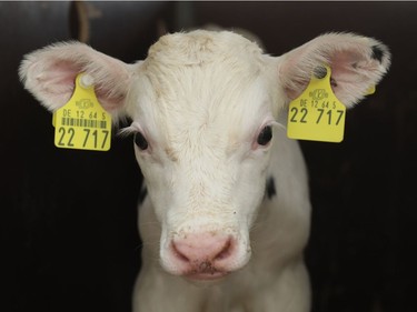 A newborn calf stands in its stall at the Wolters dairy farm on May 19, 2016 in Bandelow, Germany.