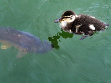 A duckling looks at a carp swimming in a pond of the Hofgarten park in Veitshoechheim, Germany, May 24, 2016.