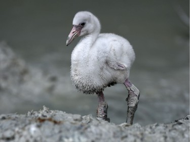 A flamingo chick walks in its enclosure in the zoo in Munich, Germany, May 20, 2016.