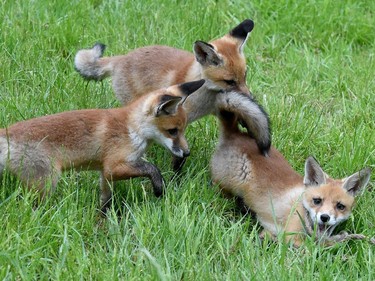 L-R: Fox puppies Chili, Kuemmel and Pfeffer play at the Tierpark Wisentgehege animal park near Springe in Hanover, Germany, May 24, 2016.