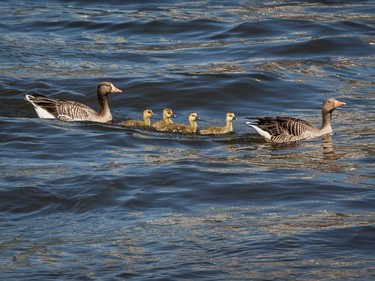 Four goslings with parents swim in Frankfurt am Main, Germany, May 6, 2016.