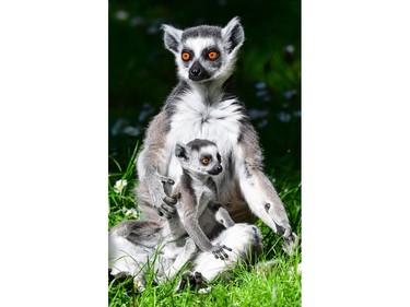 A ring-tailed lemur and its baby are seen at the zoo in Cottbus, Germany, May 11, 2016. Three ring-tailed lemurs were born at the zoo during the past weeks.