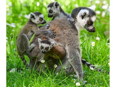 A ring-tailed lemur and its babies are seen at the zoo in Cottbus, Germany, May 11, 2016. Three ring-tailed lemurs were born at the zoo during the past weeks.